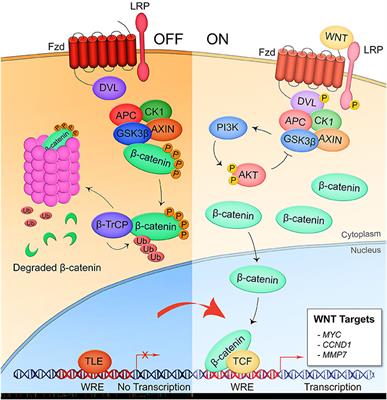 Bacterial Manipulation of Wnt Signaling: A Host-Pathogen Tug-of-Wnt